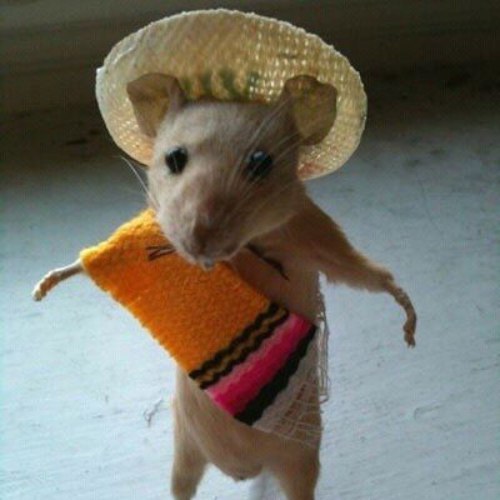 Nacho CTO tweet media