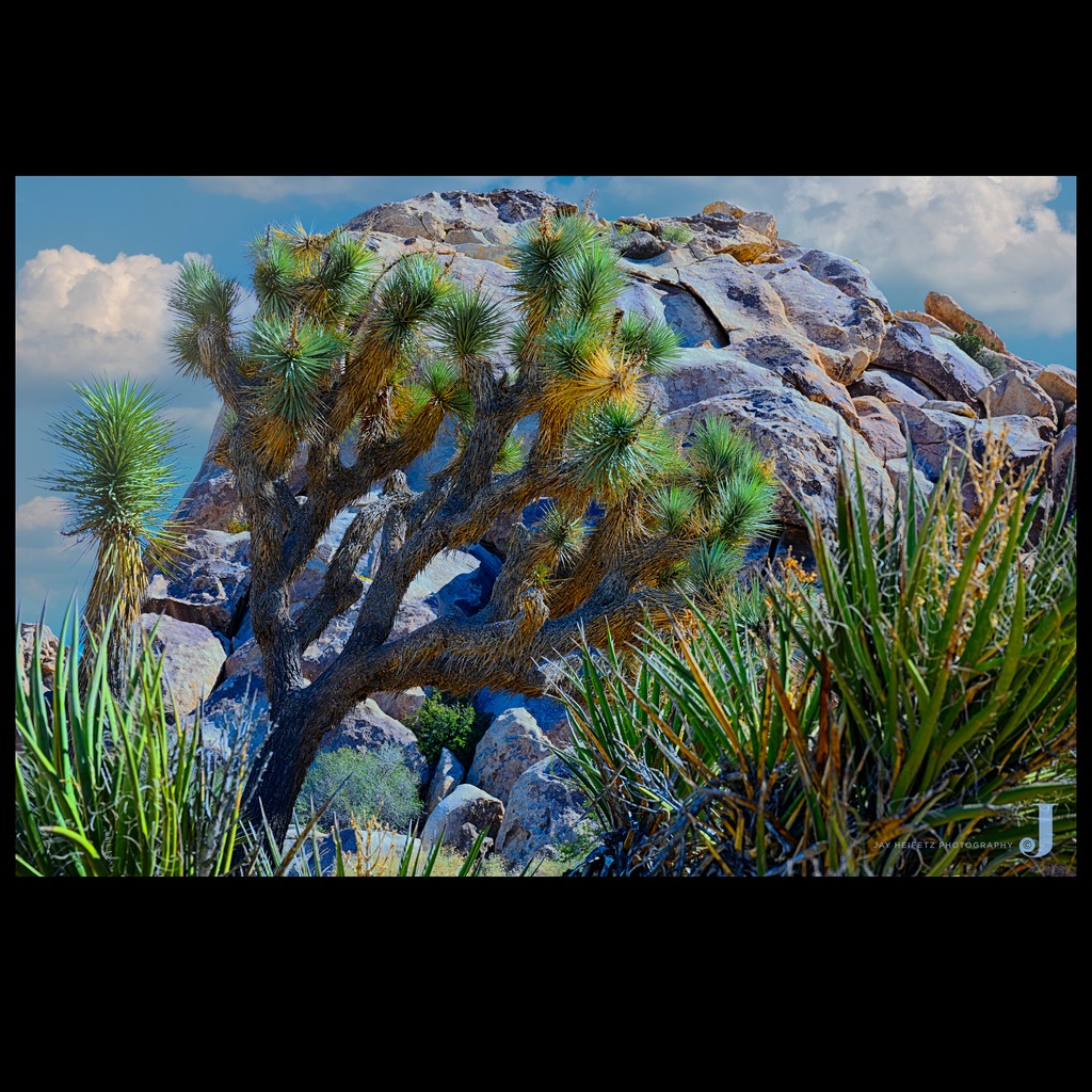 JayHeifetz's tweet photo. In Joshua Tree National Park, striking and stunning trees belonging to the agave family thrive abundantly among the rocky formations that attract numerous climbing aficionados. View versions of this image at https://t.co/sJvy3b9fB0 #landscape #nationalpark #joshuatree https://t.co/RVefUohaom