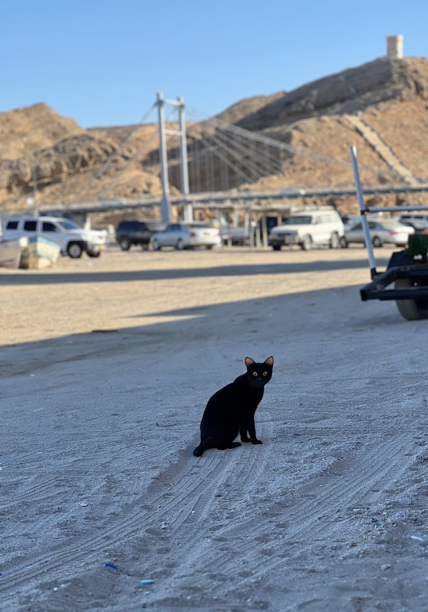 Nejauša tikšanās Omānā... 😎 #straume #Omāna