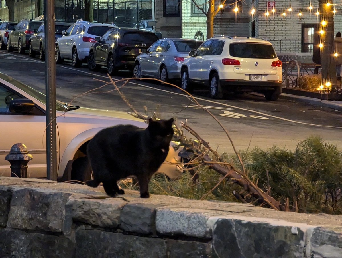 jonathanvcann's tweet photo. My sister seems to have befriended every feral cat in the neighborhood (she calls them by name!) A local cafe leaves a bed out for at least one of them on colder days https://t.co/z5De8E8BqT