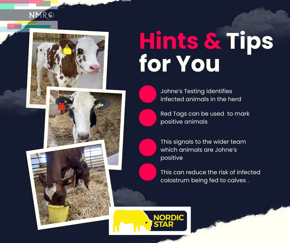 NMRgroup's tweet photo. How are you managing Johne's on your farm?  If you would like to book a test please call this number 📷03330 043043 or click this link📷 https://t.co/GnoWesAIPM To purchase red tags just click here  📷https://t.co/RN9lBTdmpo
#dairy #johnes #dairymatters #dairymanagement https://t.co/6v0TYqP7pt
