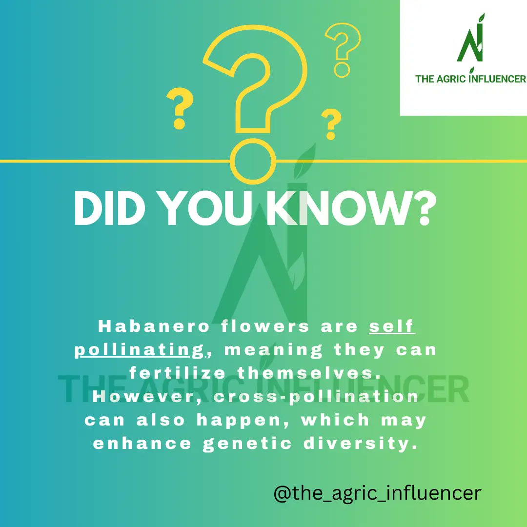 agric_the48094's tweet photo. Habanero flowers are self-pollinating, meaning they can fertilize themselves. However, cross-pollination can also happen, which may enhance genetic diversity.#agriculture #influencer #nigerianfarmers #selfpollinating #genetic #crosspollination #influencer https://t.co/lqIltjpMij