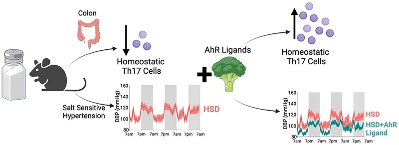 Function (@aps_function) on Twitter photo 🆕In this newly accepted article, the team at <a href="/UABHeersink/">UAB Heersink School of Medicine</a> explores how activating AhR prevents the development of salt-sensitive hypertension. 🧂
Discover more: ow.ly/GsUa50UFk20
<a href="/davidpollock929/">David Pollock</a>
<a href="/UABHeersink/">UAB Heersink School of Medicine</a> 🆕In this newly accepted article, the team at <a href="/UABHeersink/">UAB Heersink School of Medicine</a> explores how activating AhR prevents the development of salt-sensitive hypertension. 🧂
Discover more: ow.ly/GsUa50UFk20
<a href="/davidpollock929/">David Pollock</a>
<a href="/UABHeersink/">UAB Heersink School of Medicine</a>