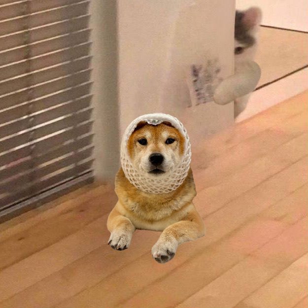 wrappeddog's tweet photo. the dog stays wrapped $wDOG https://t.co/FBPOqhwnve