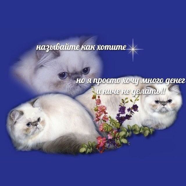catsilcats's tweet photo. https://t.co/jTG7weiH2d