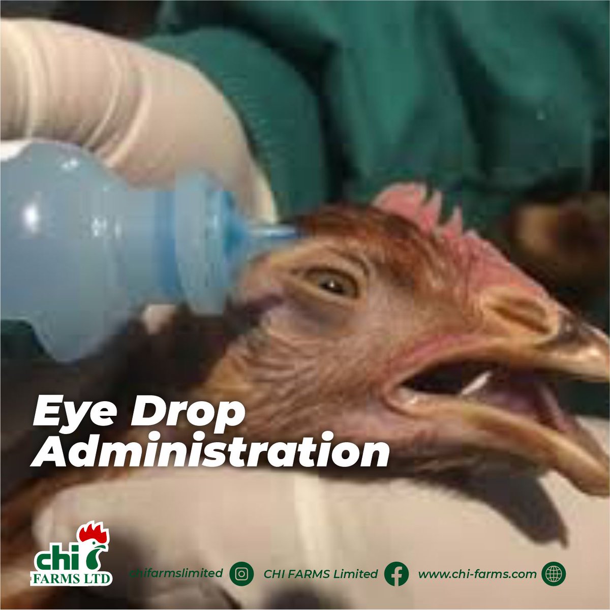 CHI FARMS LIMITED (@ChiFarmsLimited) / Posts / X
