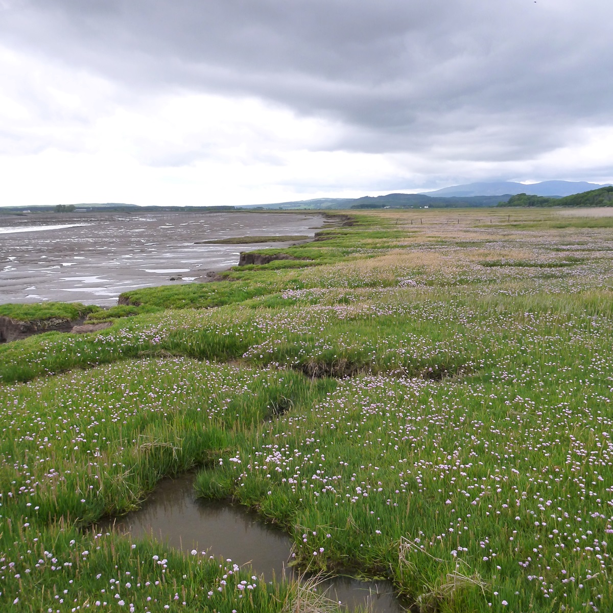 Interested in a PhD?  How about 'The marine rewilding effect: Building a cost-effective framework for measuring Marine Net Gain' Fully funded, more at  findaphd.com/phds/project/t…