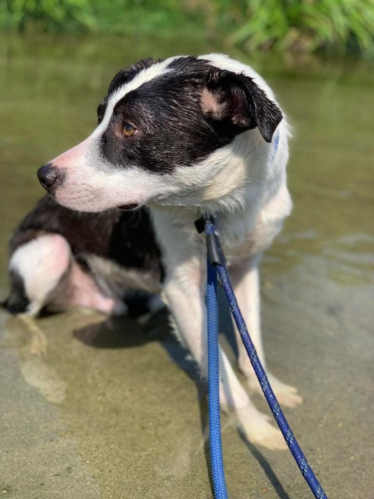 Pawprints2F's tweet photo. I had really hoped Marvin would have found a home by now. He sadly hasn't..
He's spent 8 months with us, he's only a year old.
Marvin hates the kennels and had regressed. It's taken a long time to get him happy again. Now we just need to find him a home.

https://t.co/UKATK6O6W4 https://t.co/SSJzysWA4J