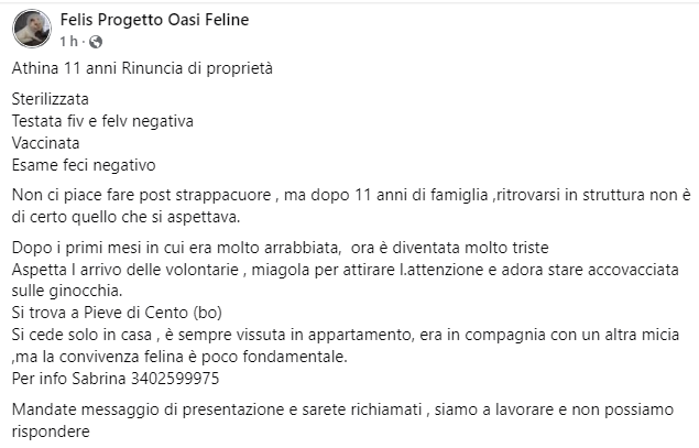 DaniLdC's tweet photo. Per favore aiutatemi a fare passaparola a #Bologna per questa #gatta che cerca una casa, lo sapete che non rompo mai per queste cose ma lei merita un destino migliore di quello che ha avuto finora. https://t.co/1Hq5hHif7u