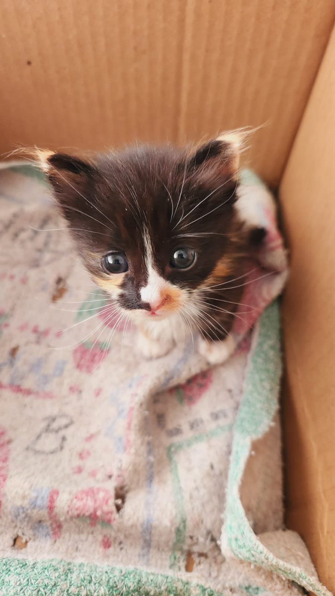 𓆩𝐿𝘶𝘩𓆪 tweet media