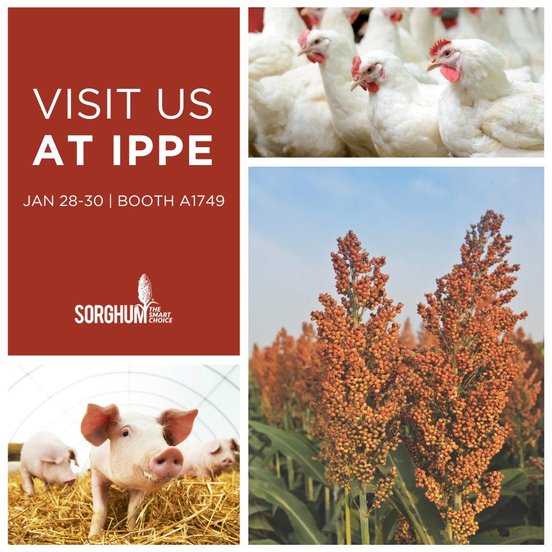The Sorghum Checkoff is heading to the International Production and Processing Expo in Atlanta, GA this month! Join us from January 28-30 and discover how sorghum can boost your poultry and swine operations! Register today: loom.ly/ur-xXzE #SorghumSustains