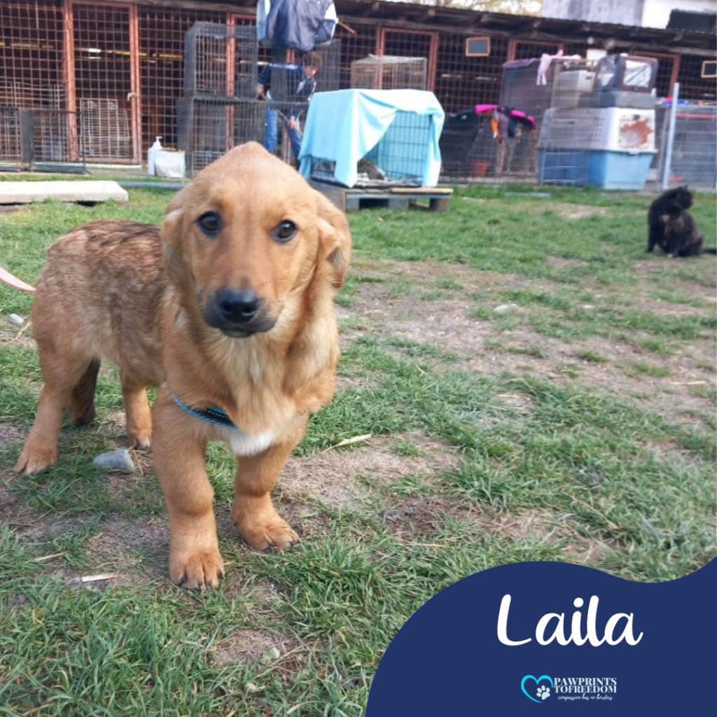 Laila has been unreserved 💔
She’s 7 months old and only small.. a big, noisy shelter is no place for her.
We need to find her a wonderful home!
Laila can live with children, dogs and cats.. she’s such a lovely little girl.

Please apply here:
pawprints2freedom.co.uk/apply