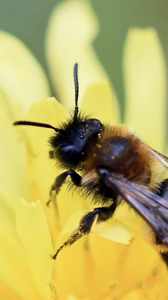 the_beeguy's tweet image. #theBeeAt3

Basic bee facts every day at 3pm.

# 13

Bees have five eyes.
Two compound eyes on the side of the head and three simple eyes in between.

‘Come forth into the light of things, let nature be your teacher’
- Wordsworth

#bees
#nature 
#solitarybees