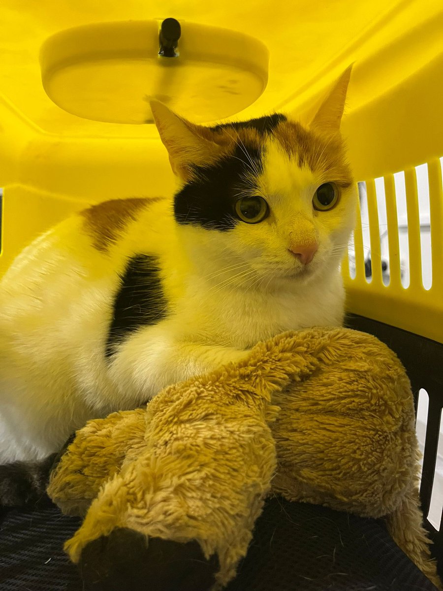 Acil yuva arıyor, oyuncağı ve kutusuyla beraber sokağa atmışlar. İstanbul/Üsküdar #yuva