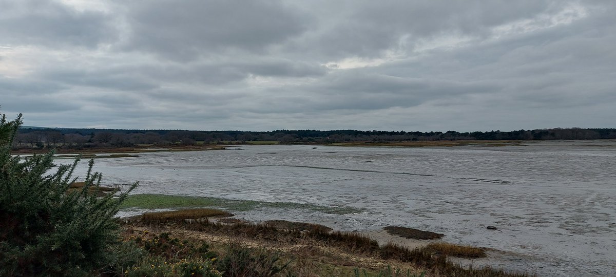 Brands Bay Studland #Dorset 
very low tide...
Large numbers of Avocet, one Spoonbill. Numerous usual wildfowl, including Pintail. Several LtEgret, Shelduck et al...