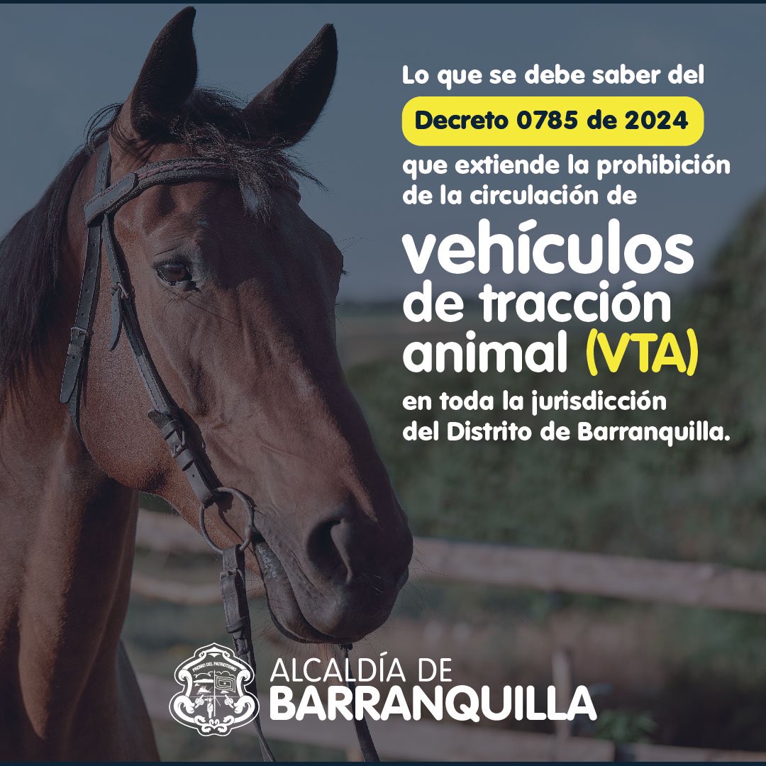 AlejandroChar's tweet photo. Barranquilleros, a partir del 16 de enero entra en vigencia el decreto 0785 de 2024 que prohíbe la circulación de vehículos de tracción animal. 

Esta es una medida que urge por el bienestar de todos los caballos y burros que a diario son sometidos a trabajos muy duros bajo el inclemente sol y la lluvia. Todas las personas censadas que ejercían esta labor serán acompañadas por la @alcaldiabquilla con estímulos productivos para que sigan echando para adelante. 

Acá les dejo más información sobre cómo vamos con la implementación del decreto.👇🏼