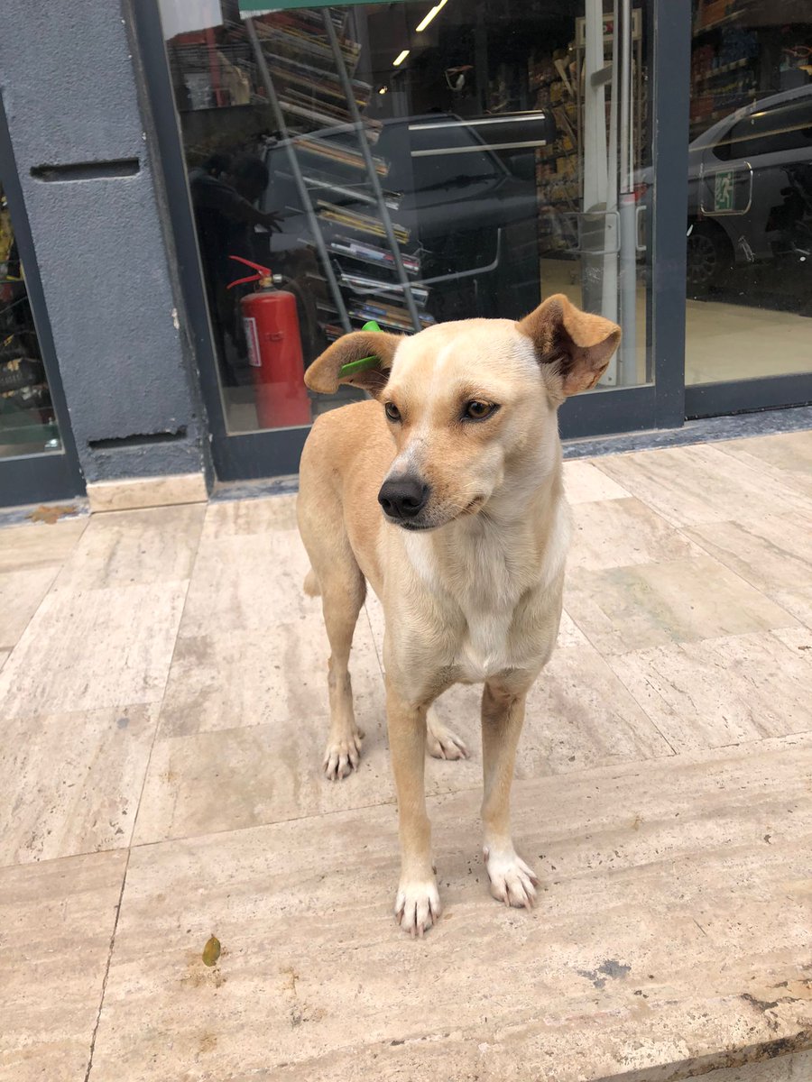 Nala 1 yas disi kisir pincher 7kg  cok sevecen sokakta ezilme barinaga toplanma  tehlikesi ve  cook usuyor. Takip sartiyla.omurluk yuvasini ariyoruz..Ayvacik Canakkale 05327427724  nakil yapilir. <a href="/aferyalbaran/">Feryal Baran</a>