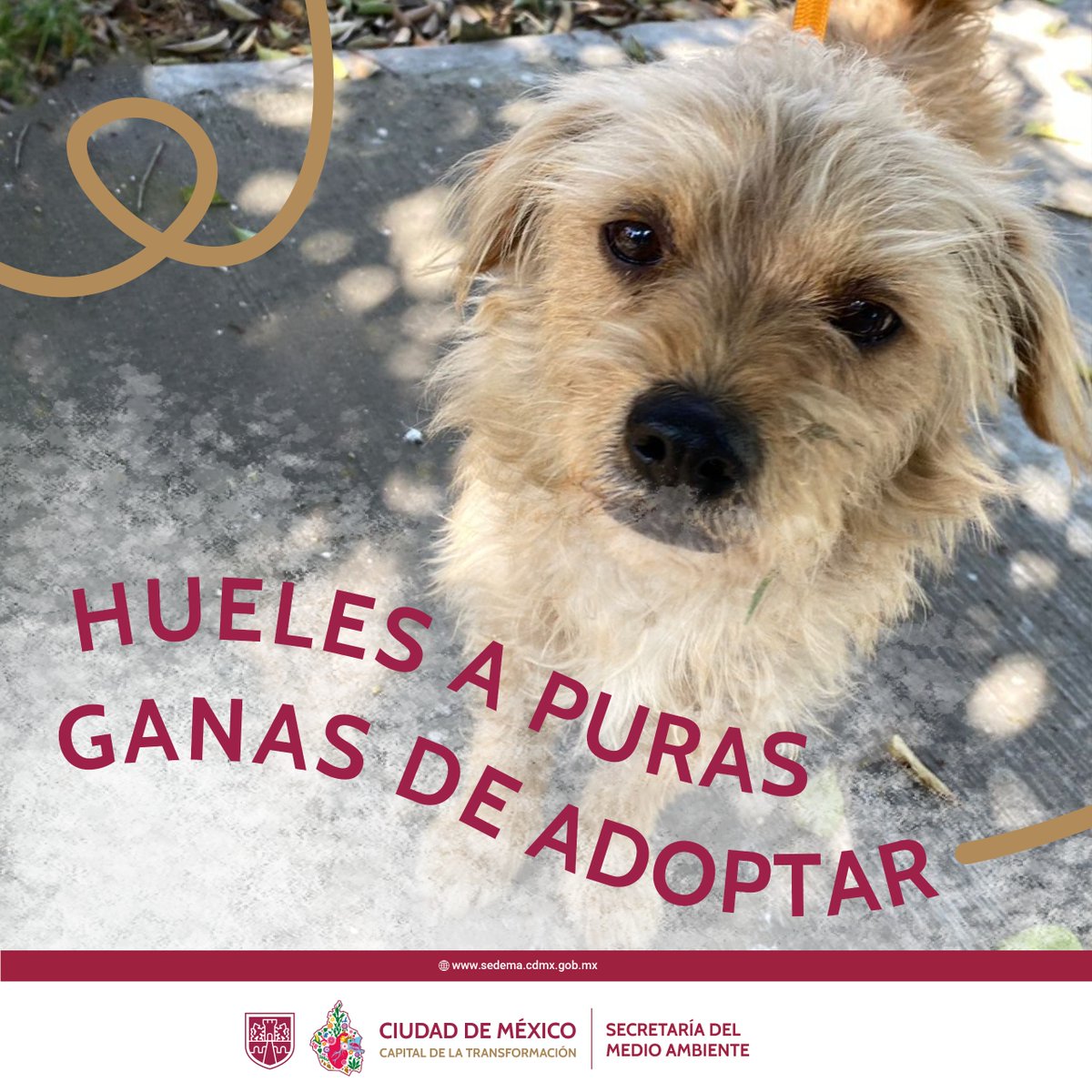 Estos perritos peregrinos, rescatados el 12 de diciembre en la Basílica de Guadalupe, buscan un hogar amoroso y responsable ✨️.

Si quieres que formen parte de tu familia, ponte en contacto con nosotros 📲.

1/7🧵