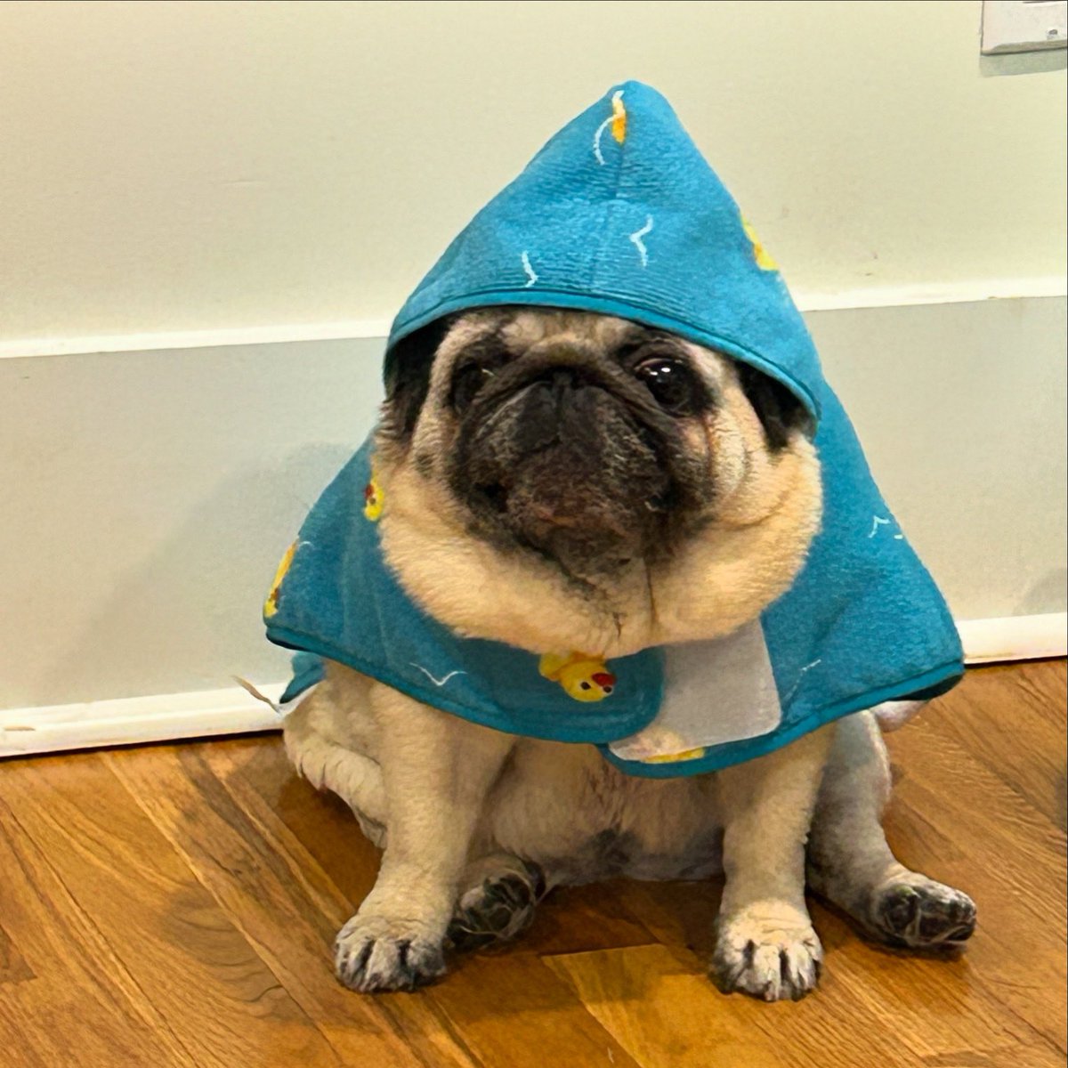 SallypugWeir's tweet photo. Just a pug pretending to be a garden gnome in her new bathrobe
#sallypughugs #lovefromleota #blackpugs #puglife #pug #pugs #pugsofinstagram #dogsofinstagram #pittsburghpug #pittsburghpets #dogsofpittsburgh #dogsoftheburgh #cutepugsofinstagram #cutepugoftheday #cutenesstaskforce https://t.co/dlkrKmVej5