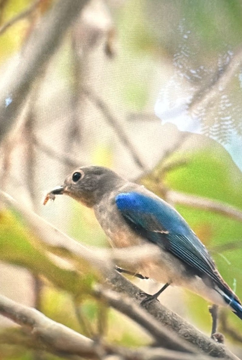 #PakistanRarityAlert📢

2025 started with a previously unrecorded species for Pakistan, the Blue-and-white Flycatcher (Cyanoptila cyanomelana). It was recorded by a group of birders at Mehrano, Sindh on 11 January. First national record. 

© Alee Talpur
