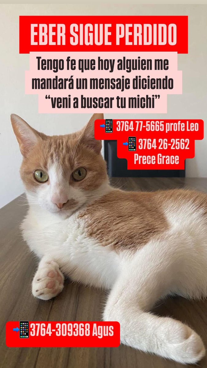 jorgekurrle's tweet image. #Eber sigue perdido, pero la familia no pierde las esperanzas. Confía que alguien lo encontrará, alguien de buen corazón que se los devuelva.