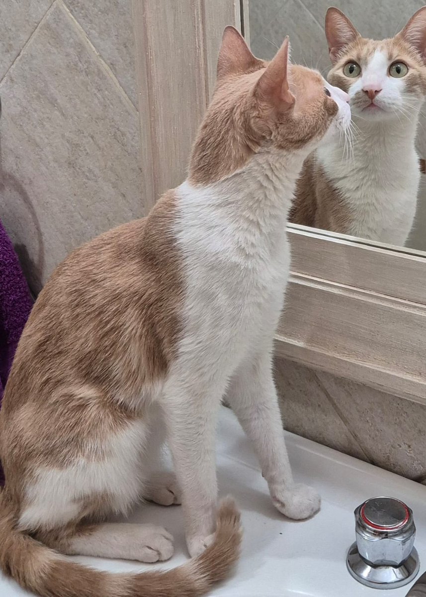 jorgekurrle's tweet image. #Eber sigue perdido, pero la familia no pierde las esperanzas. Confía que alguien lo encontrará, alguien de buen corazón que se los devuelva.