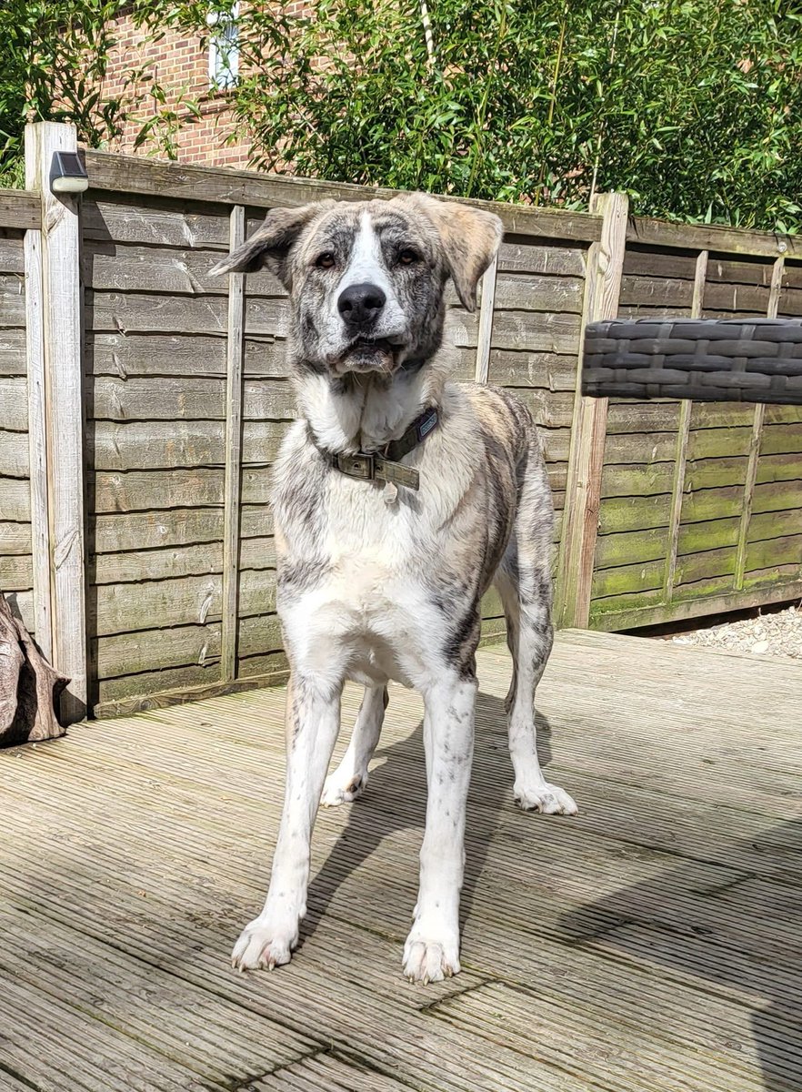 rescuedoggypaws's tweet photo. Sasha needs a home where she will not be regularly left alone for long period of time.
We have not been able to give Sasha enough time for socialising or enough exposure to the outside world
savingsaintsrescueuk@outlook.com
#SURREY #Reigate #Crawley #Horley #Godstone #Cowden https://t.co/rPlttLUACP