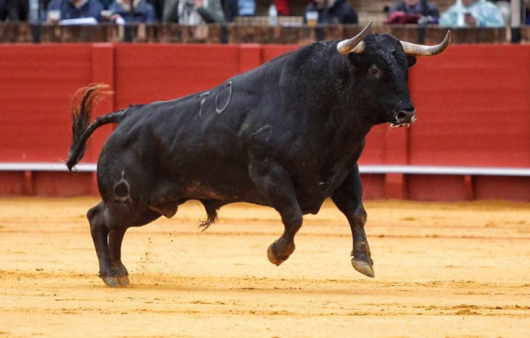 La inercia del toro revistapaco.com/la-inercia-del… x <a href="/SabotageTeamMon/">D.G.</a>