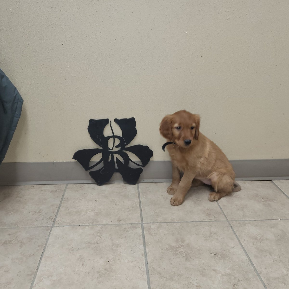 Cordlwalker's tweet image. In true #turftwitter fashion I have to introduce the newest member of Ballyneal, Mila. Many golf course checks in her near future!