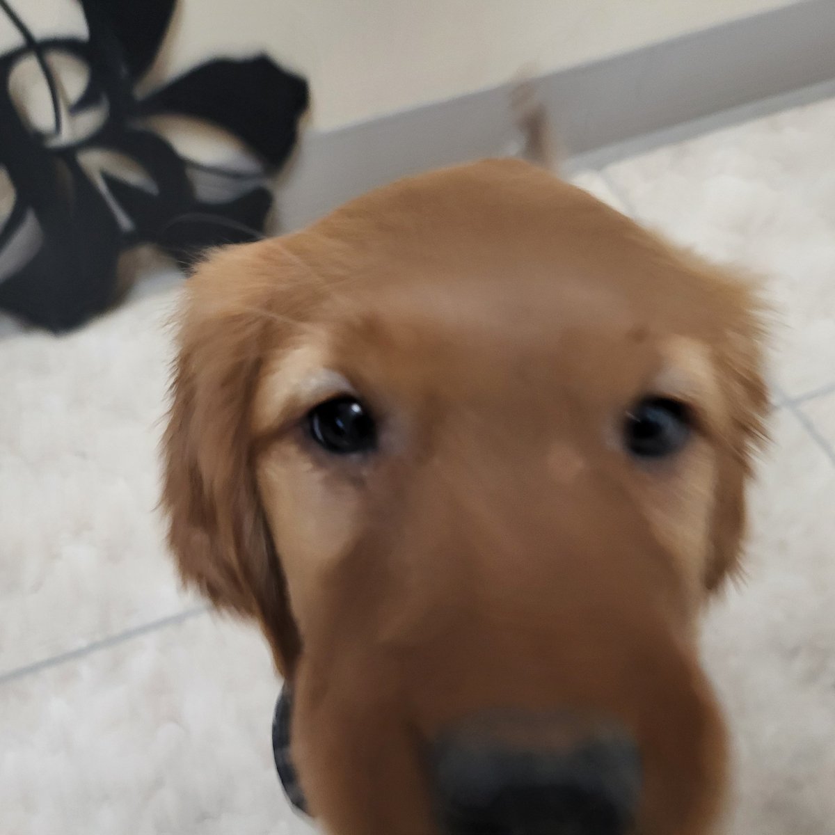 Cordlwalker's tweet image. In true #turftwitter fashion I have to introduce the newest member of Ballyneal, Mila. Many golf course checks in her near future!