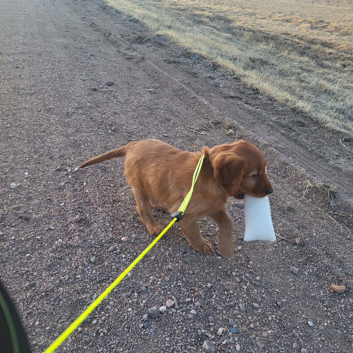 Cordlwalker's tweet image. In true #turftwitter fashion I have to introduce the newest member of Ballyneal, Mila. Many golf course checks in her near future!