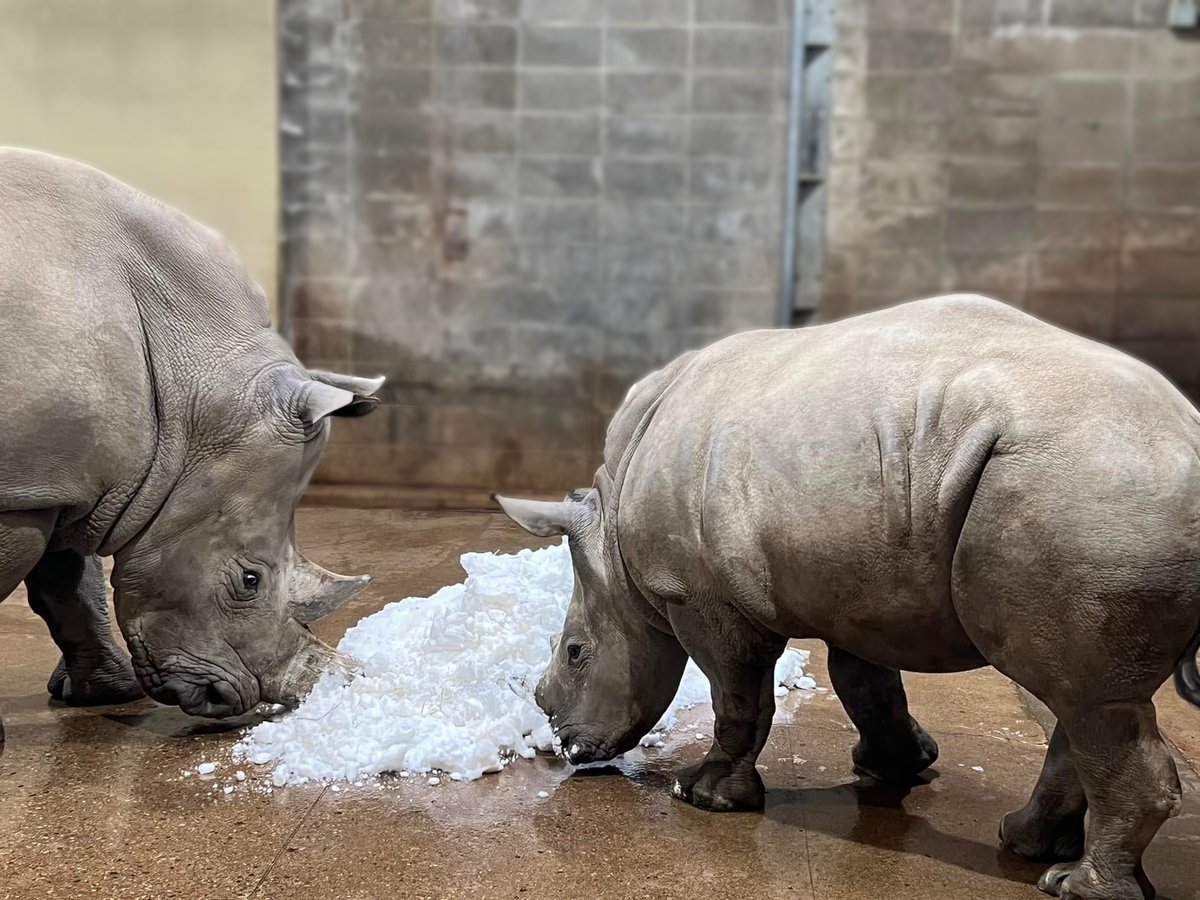 IndianapolisZoo's tweet photo. Need a little #cutnessoverload? Xola the rhino calf got to play in snow for the very first time! ❄️🦏 
Our keepers brought some of the snow indoors for both Xola and mom Zenezele to play in. Xola loved using her horn to play in the snow. ❤️ Zoo Babies proudly presented by @PrimroseSchools.

📸: Amber, Senior Plains Keeper