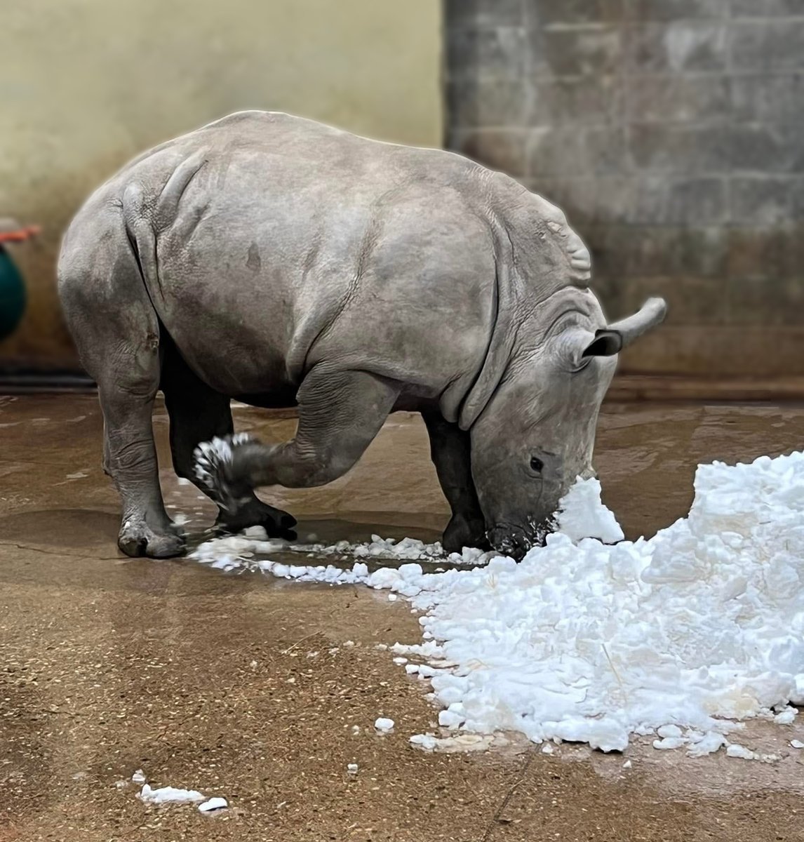 IndianapolisZoo's tweet photo. Need a little #cutnessoverload? Xola the rhino calf got to play in snow for the very first time! ❄️🦏 
Our keepers brought some of the snow indoors for both Xola and mom Zenezele to play in. Xola loved using her horn to play in the snow. ❤️ Zoo Babies proudly presented by @PrimroseSchools.

📸: Amber, Senior Plains Keeper