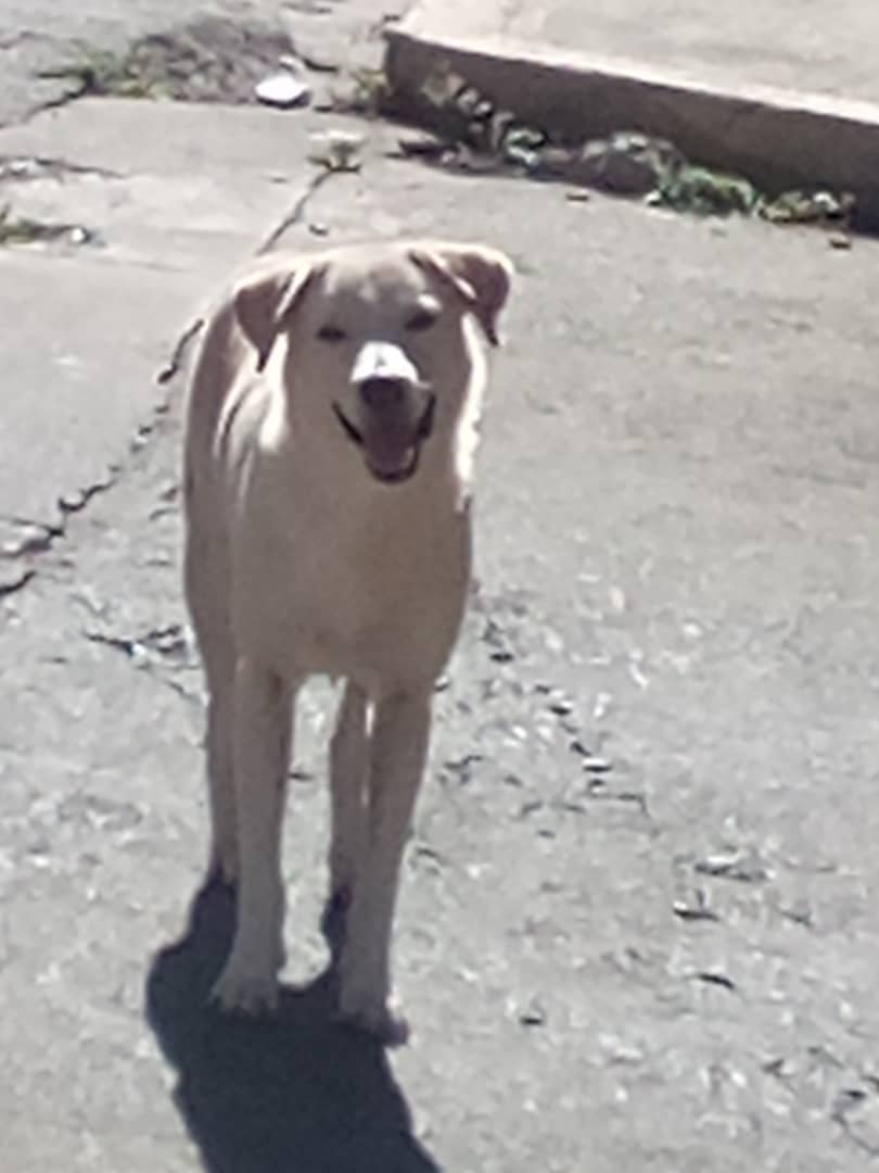 Este perrito fue abandonado el 20 de diciembre en la calle 10 de los jardines del valle  lo bajaron de un carro y allí se quedó no sale de la zona esperando ,es muy dócil cariñoso les pido de corazón que difundan para que alguien lo adopte. Inf  04241268819