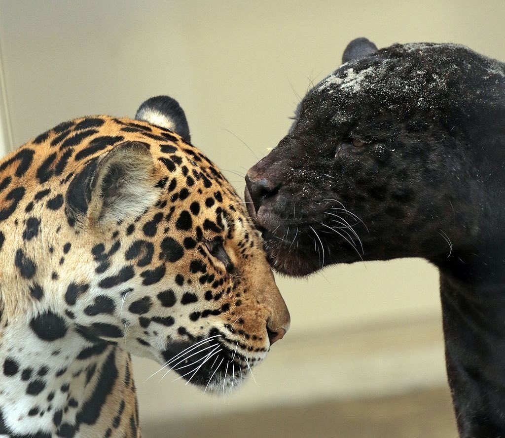 Warchillect (@warchillect) on Twitter photo 