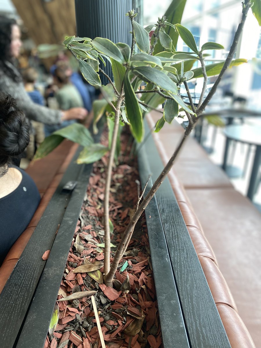 danigm301's tweet photo. @StarbucksChile Que poco cariño a estas plantitas en la cafetería de #Osorno 😒 tienen un gran mural aludiendo a la naturaleza y en sus jardineras hasta plagas 🤢 https://t.co/SewvQ5spc7