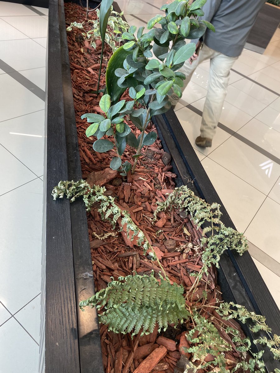 danigm301's tweet photo. @StarbucksChile Que poco cariño a estas plantitas en la cafetería de #Osorno 😒 tienen un gran mural aludiendo a la naturaleza y en sus jardineras hasta plagas 🤢 https://t.co/SewvQ5spc7