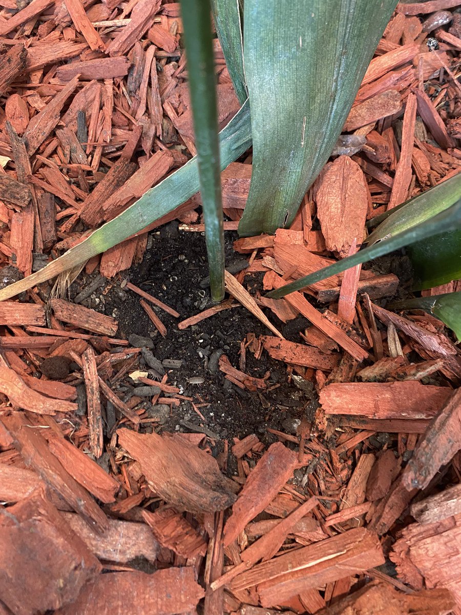 danigm301's tweet photo. @StarbucksChile Que poco cariño a estas plantitas en la cafetería de #Osorno 😒 tienen un gran mural aludiendo a la naturaleza y en sus jardineras hasta plagas 🤢 https://t.co/SewvQ5spc7