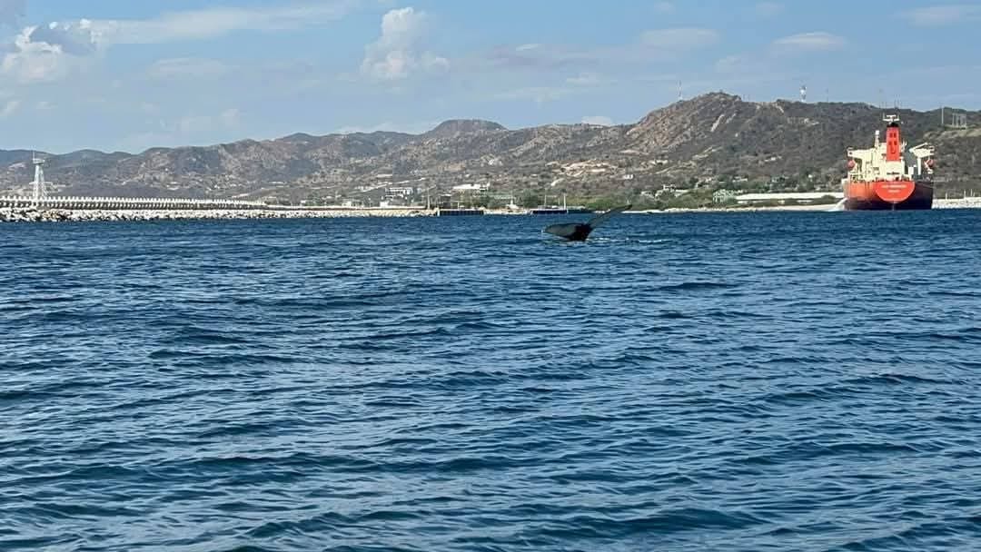 nvinoticiasoax's tweet photo. ¡Andaban de visita! 🐋 Un grupo de 3 ballenas fueron vistas disfrutando de las aguas de Puerto Escondido, en la Costa de Oaxaca.
¡Cuidemos nuestra naturaleza! 💙
Créditos de fotos a quien corresponda. https://t.co/xjpa484Zja
