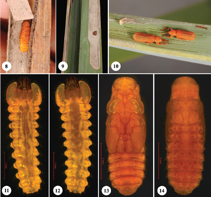 CarolineSChaboo's tweet photo. Shameen, Prathapan, Nasser & Chaboo. 2016. #Javeta #Chrysomelidae #Cassidinae #leafbeetle #Phoenix #palms #India https://t.co/W1QKH9d0T5 https://t.co/BwITwwEN56