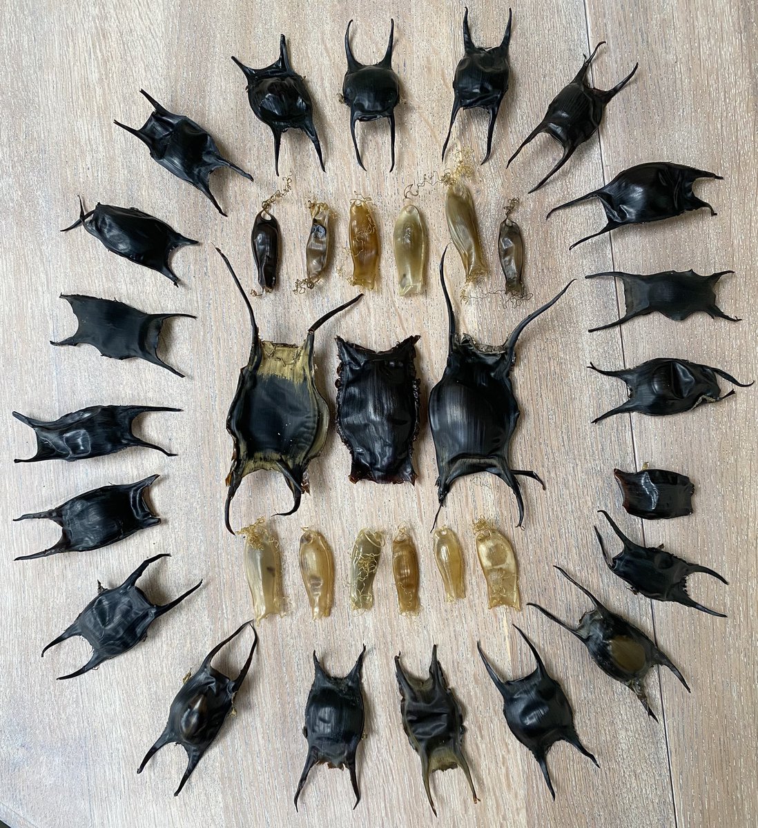 Sophie Nash - Wildlife Artist tweet media