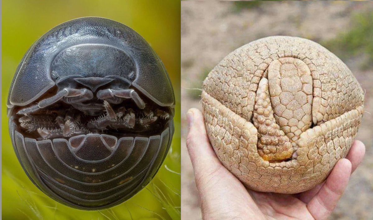 astrobiology's tweet image. Certain defensive strategies have evolved repeatedly in diverse forms of #Earthlings. One example: 

- [L] Pill bug (Armadillidiidae) a terrestrial crustacean (not an insect) in defensive mode (Wikipedia)
- [R] Southern Three Banded Armadillo (Tolypeutes matacus) in defensive