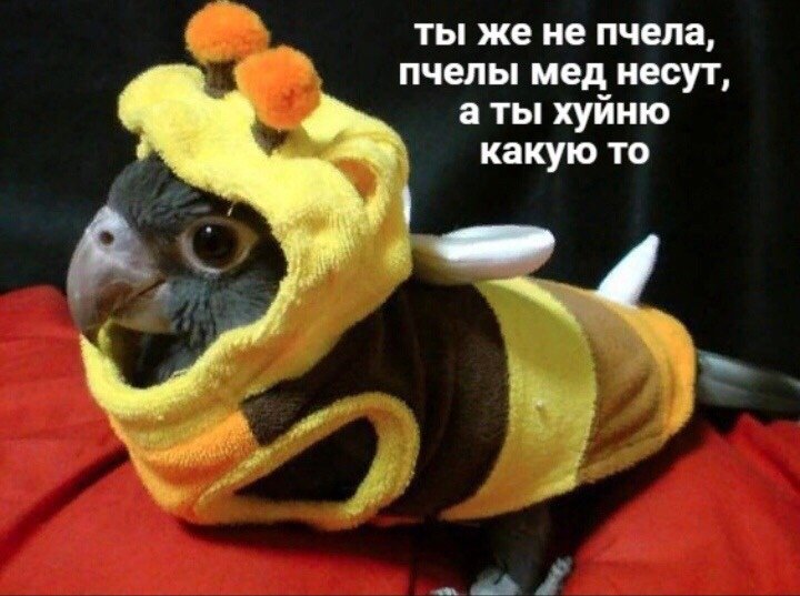 drunkmo29's tweet photo. @cb97racha_skz @kuriivs1 - они думают, что мы слушаем одну группу
- весь жанр кпоп - говно ебаное неслушабельное, кроме скз (естественно) 
- у них (у кого собственно) отсутствует музыкальный кругозор, что они больше и не знают

логика преследовала тебя, но ты определённо быстрее https://t.co/cSSzS9syb5
