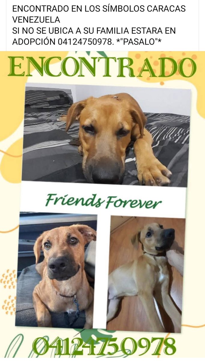 Se presume está EXTRAVIADO, de no aparecer su familia humana se dará en adopción, Caracas