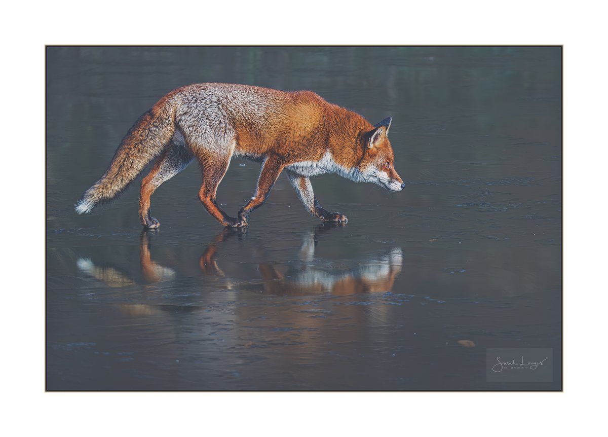 Fox On Ice #fsprintmonday #appicoftheweek #BBCWildlifePOTD #FoxOfTheDay

There are moments so thrilling that you almost drop your camera 🤭 The top #DogFox at #KewGardens takes a stroll across the #frozen #lake! #nature #wildlife #Winterwatch #mammals #sheclicksnet