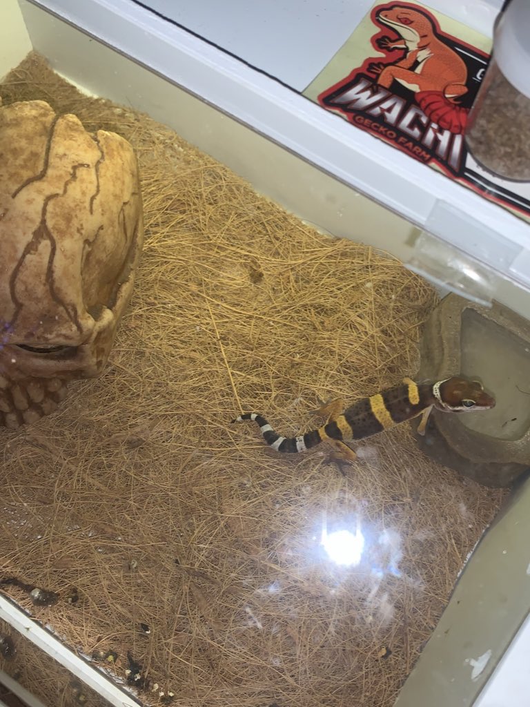 🏄🏻‍♀️ tweet media