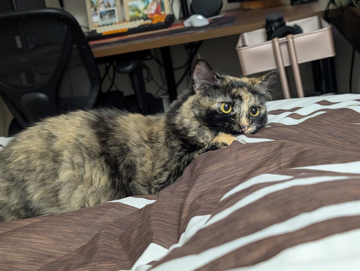 No blanket toes are safe from Latte