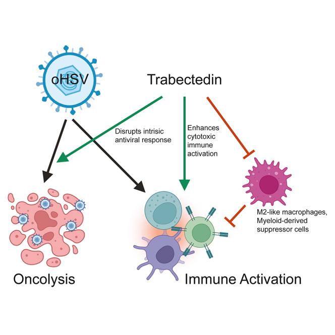 OhioStatePIIO's tweet photo. Research by #PIIO members & colleagues highlights how #trabectedin enhances #oncolytic #virotherapy for #BoneSarcoma. The study reveals improved #viral #gene_expression & #immune activation, offering promising insights for #CancerImmunotherapy. Read more in Mol Ther Oncol: https://t.co/DConRwfMxH