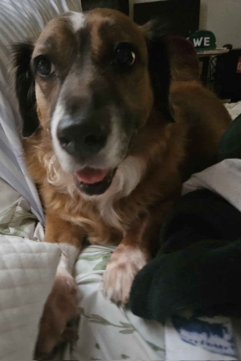 slanoue2016's tweet photo. #Brandy waiting for #breakfast this morning...
#dog🐶 #dogs #thatface #thatfacethough😍 #cutie #socute #adorable #doggo #doggy #gooddog #sillydog #mutt #supermutt #rescuedog #adoptdontshop #bassethound #dogsofnewyork #DogsofTwitter #dogsofx🐾 💕 https://t.co/vtuTgGqbv3