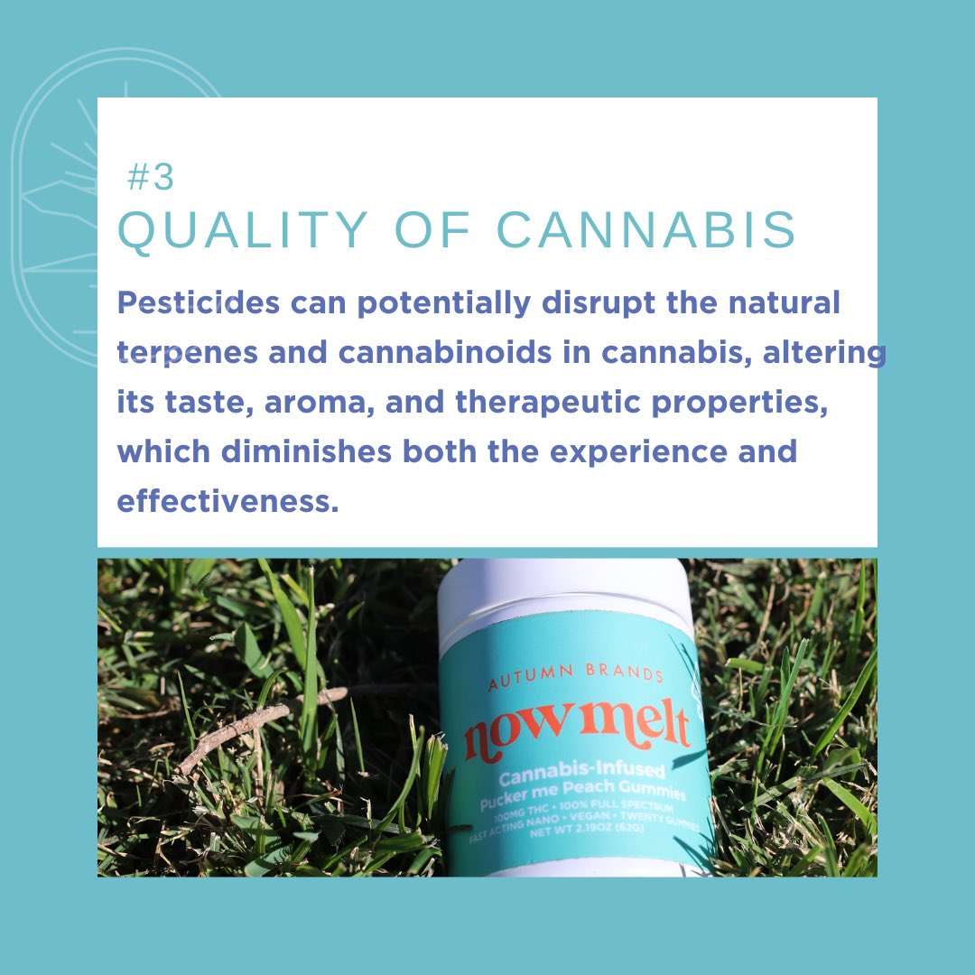 Recent headlines have put California’s cannabis industry in the spotlight with alarming reports of pesticide contamination. At Autumn Brands, we’re all about keeping it honest and transparent, making sure you get only the highest-quality, responsibly sourced products.